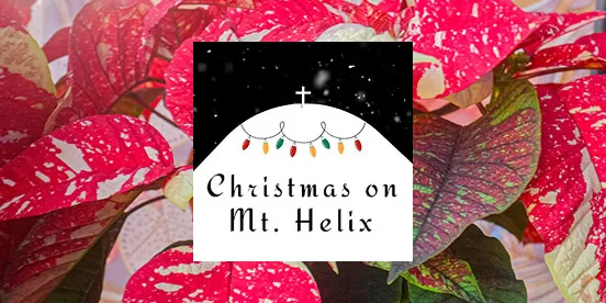 Looking Up: A December Evening on Mount Helix